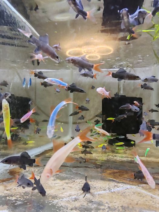 Labeo bicolor și multicolor ( albaștri, verzi, galbeni)