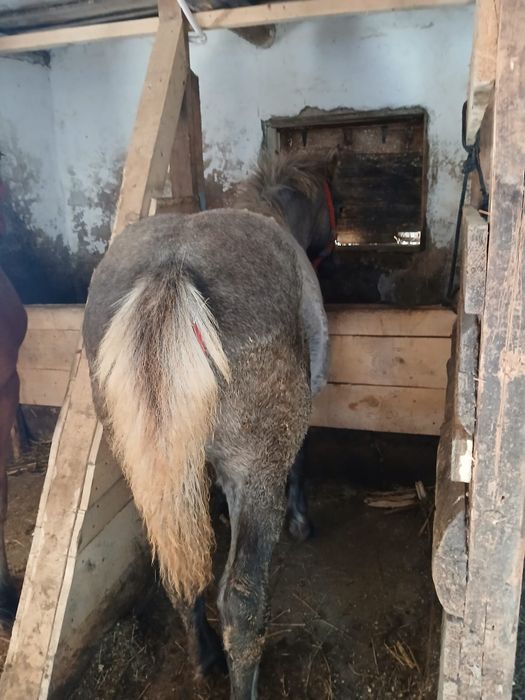 De vinzare minzucă