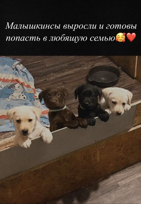 Щенки Лабрадоров