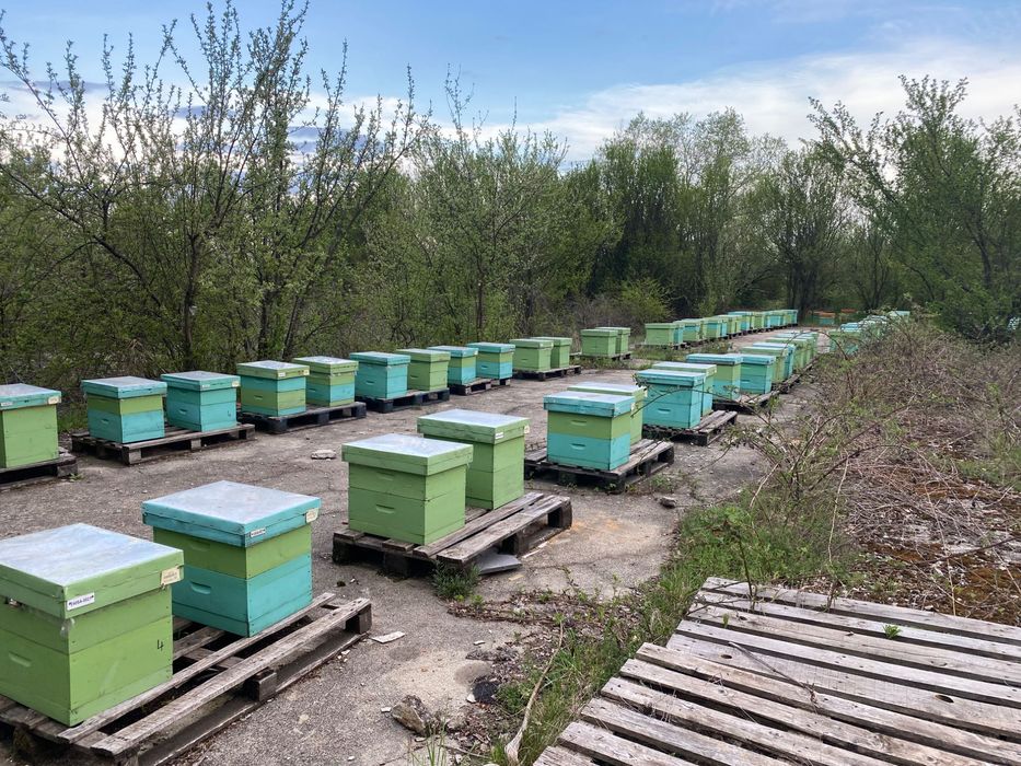 Пчелни семейства и отводки
