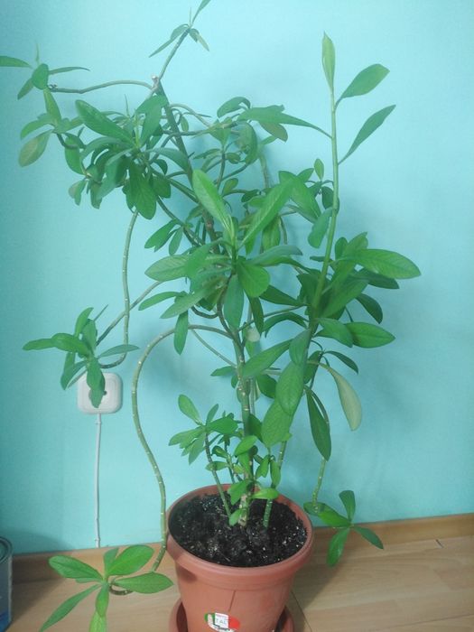 Цветок комнатный.