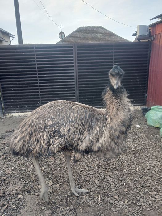 Emu de vânzare..