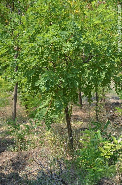 Кустарники Ясень, Клен, Катальпа, Айланд, Сумах, Тополь, Акация, Ива