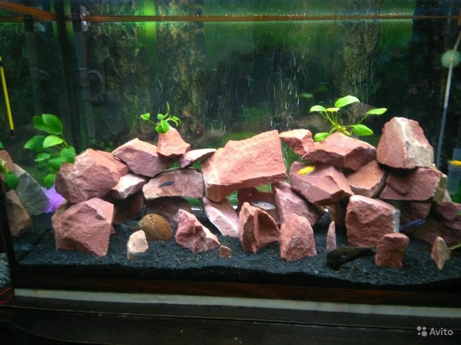 Akvarium uchun dekorativ toshlar. Peschanik va bud kamen