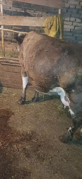 Vand vaca gestanta cu lapte