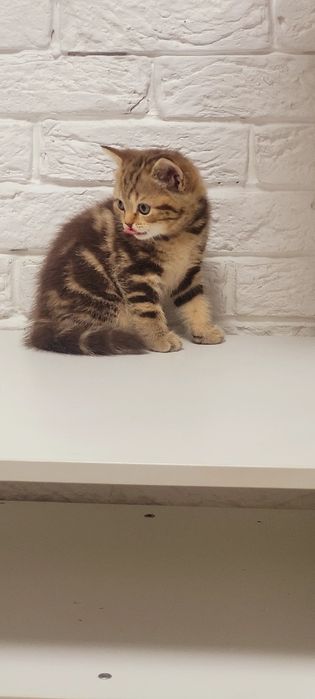 Продается котенок.Девочка шотландка