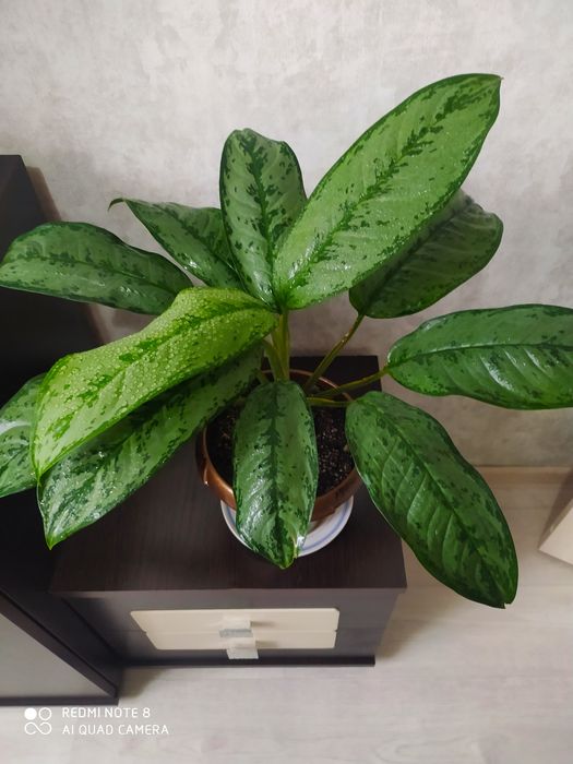 Аглонема продажа