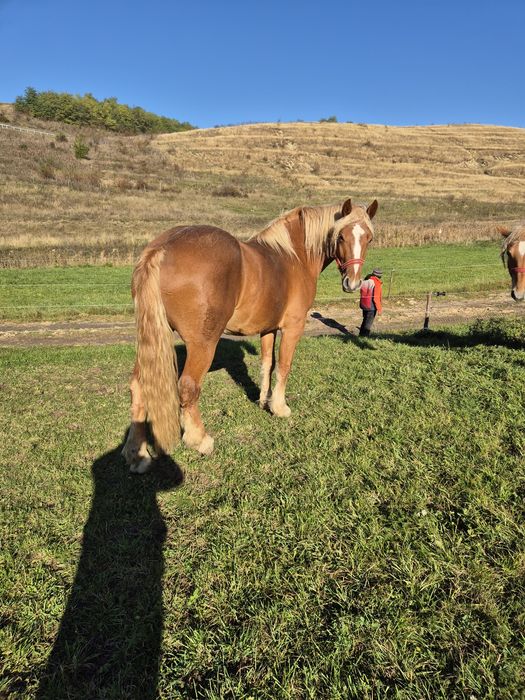 Vând cal de 2 ani jumate