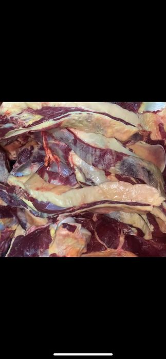 Мясо ет конина семиз согым жылкы