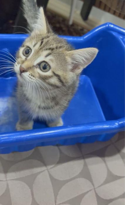 Отдадим котят в добрые руки