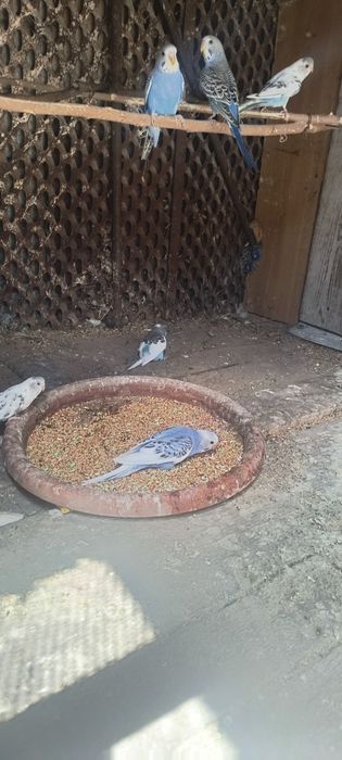 Vând  peruși 8 bucați daca se ia toți prețul este 30lei bucata
