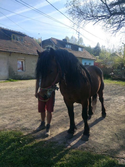 Vând armăsar de 3 aniș sau schimb 1111111q