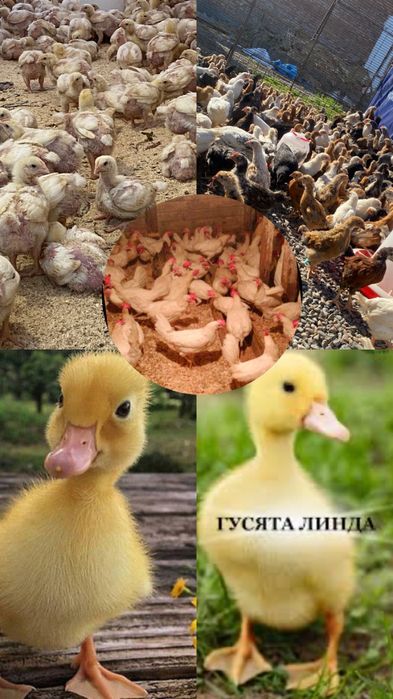 Продам кур бролеров уток
