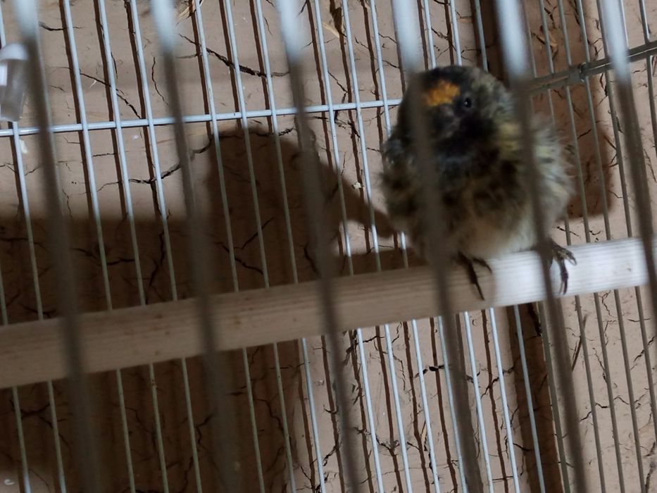 Певчая птицы очен хор