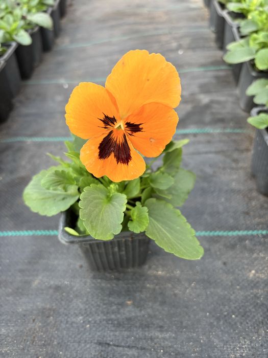 Едроцветни теменужки