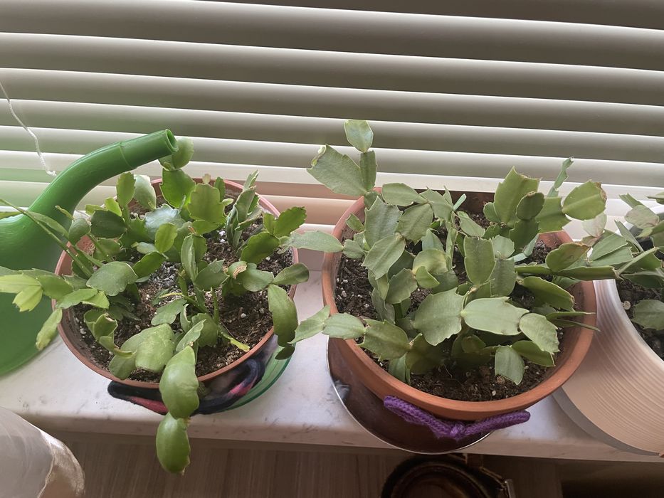 Коледниче в саксия с много вкоренени стръкове