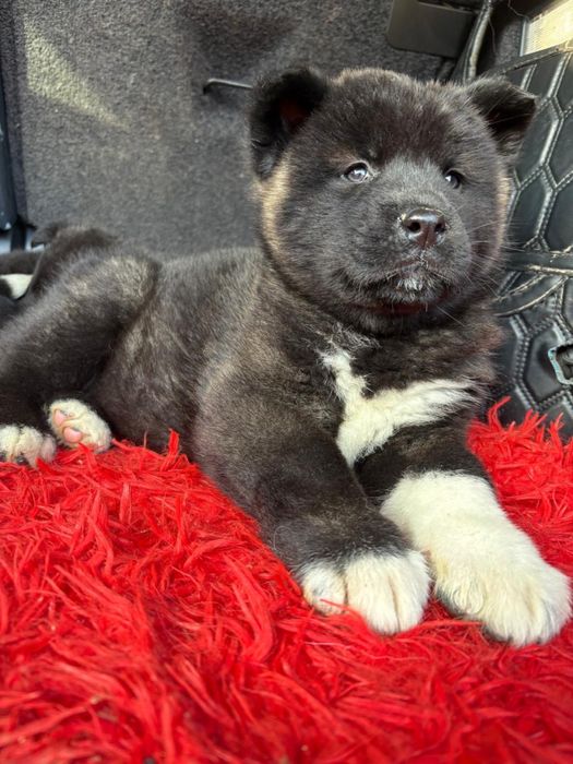 Щенки Американской Акиты