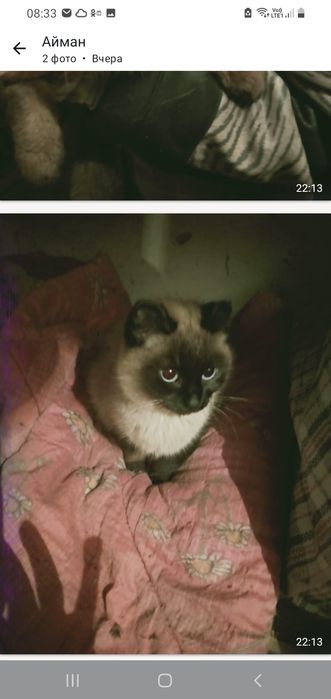 Ищем для кошечки Дом