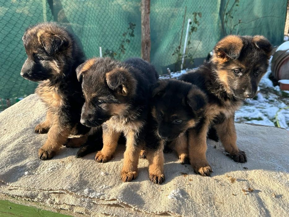 Немски овчарки - момиченца