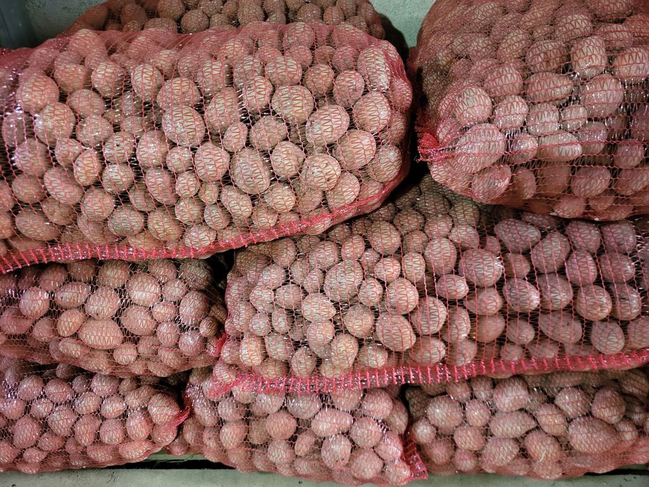 Cartofi de  consum si de sămănță