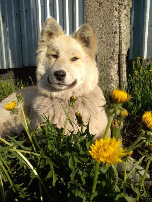 Собака бесплатно