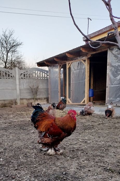 Cocoș cochinchina porțelan