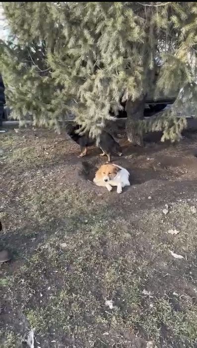 Собаки в хорошие руки