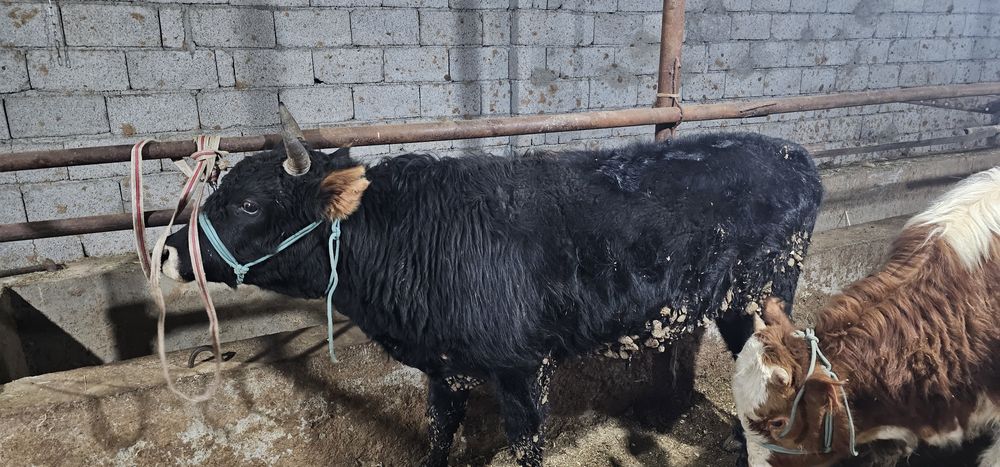 Өгіз сатылады  1жастан аскан