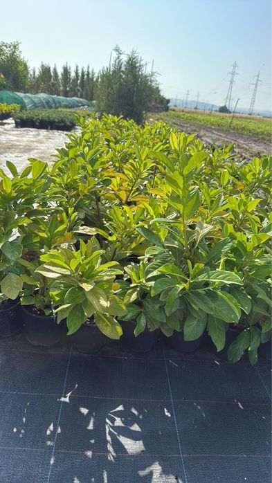 Берберис,лейланди и мн. храсти