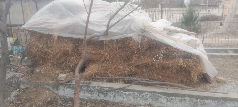 Беда ут сотилади