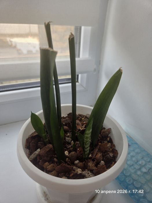 Комнатные растения