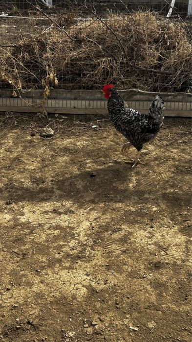 Атештер сатылады