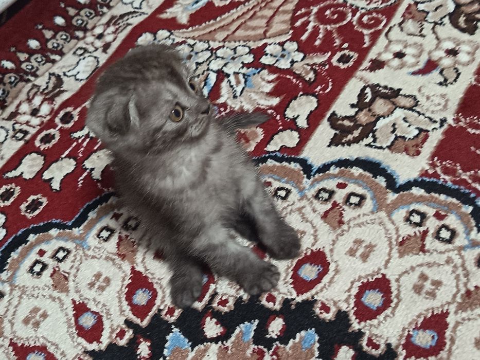 Зотдор скоттиш фолд мушукча сотилади. Акилли ва уйинкарок.