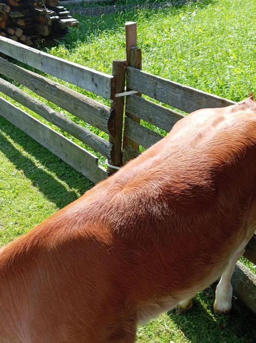 Vitica metis angus