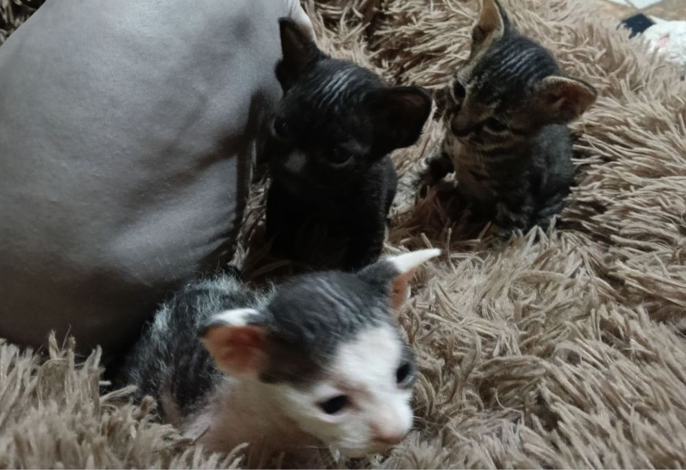 Отдам котят в добрые руки