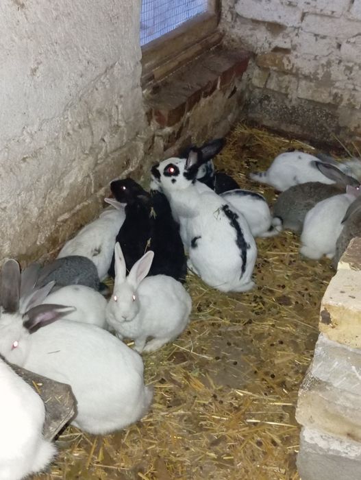 Uy quyonlari sotiladi