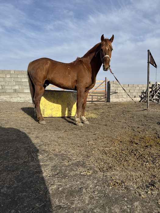 Қаршыға көкпар жылқы сатылады