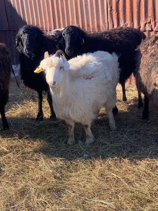 Ешкілер сатылады