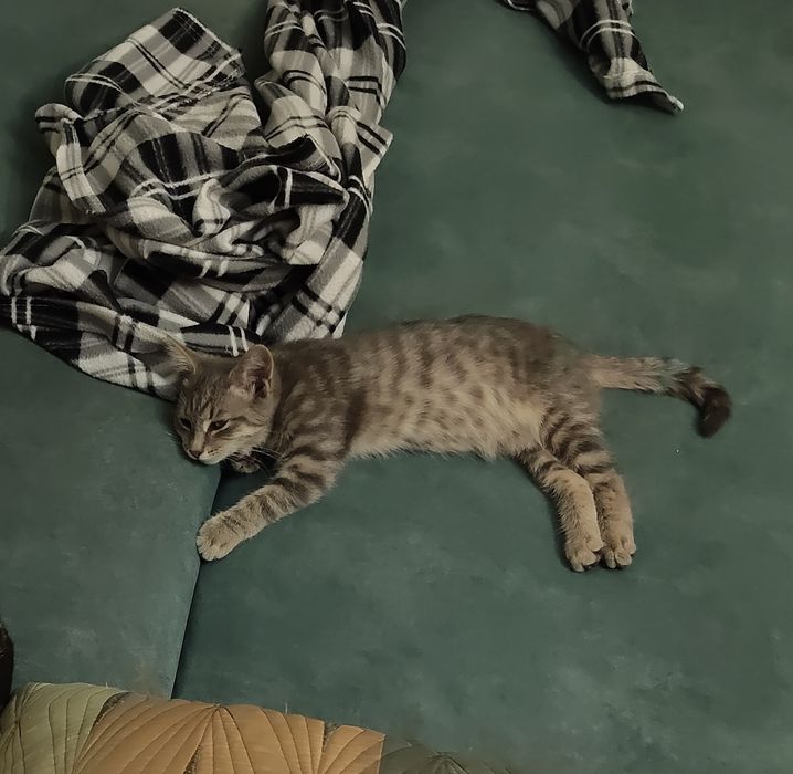 Отдам котенка в добрые руки