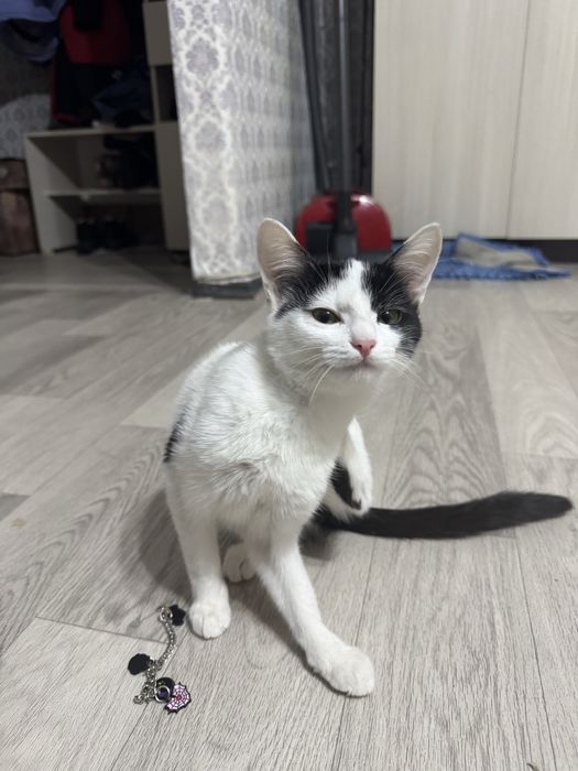 Отлами в добрые руки