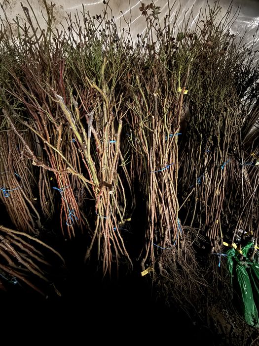 Trandafiri Pomișor EN-GROS (nu trimitem prin curier)