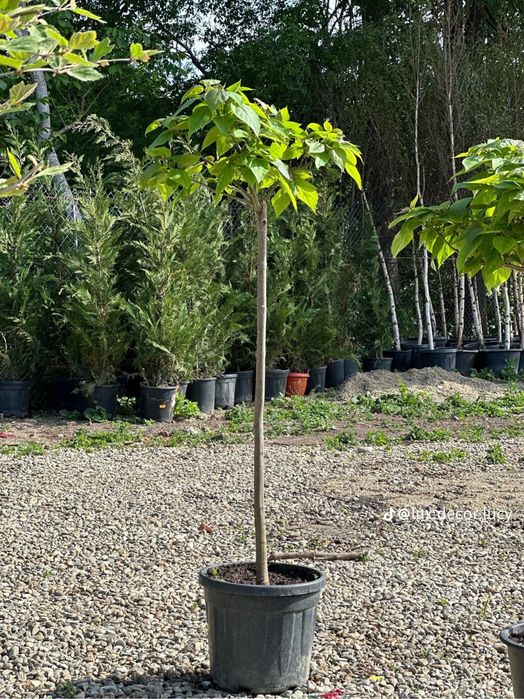 Plante ornamentale- oferte speciale