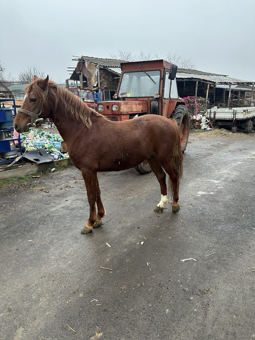 Vand cai 1 an jumate