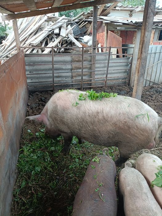 Продам свиней паросят хряк