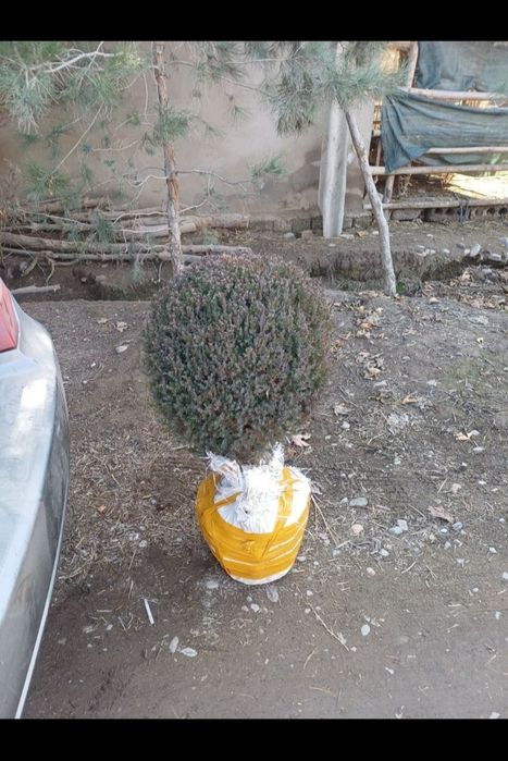 Саженцы оптом и в розницу