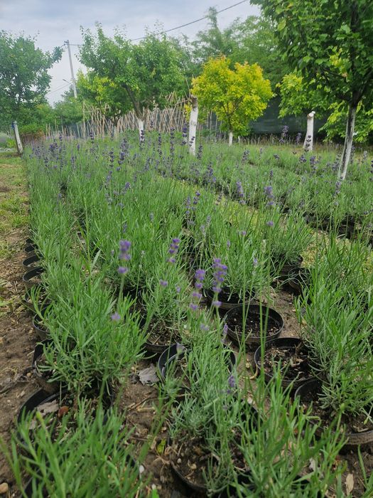 Vindem lavanda la ghiveci
