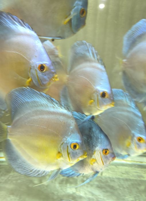 Дискус!!!Подросткалар сотилади!!!