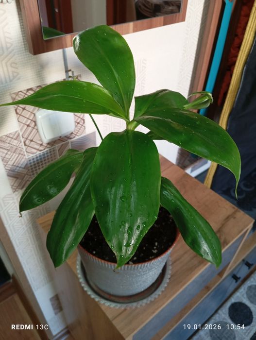 Продам комнатные растения