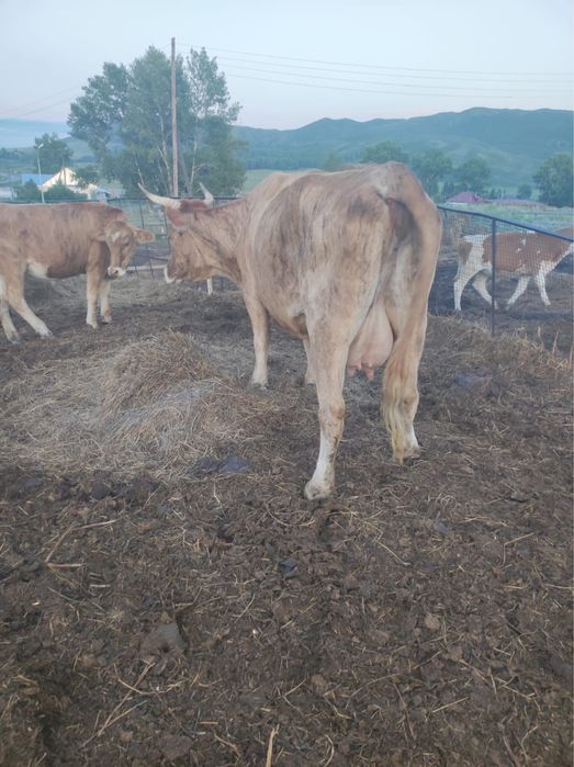 Продам коров дойных