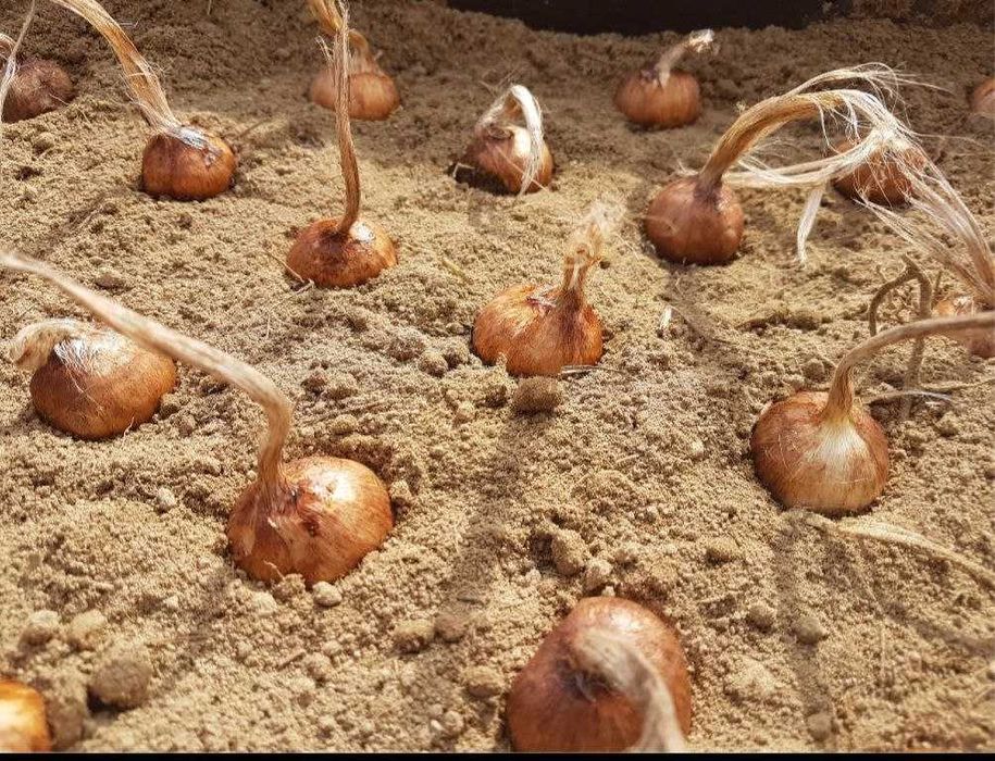 Заъфарон - шафран ўсимлиги тугунак пиёзлари сотилади zafaron shafran